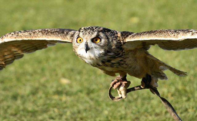 Eagle Owl..