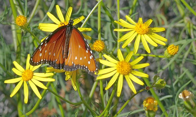 Queen Butterfly (Danaus gilippus) on Desert Marigold (Baileya multiradiata) on a breezy day.