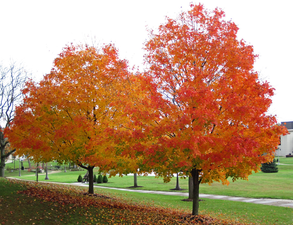 Acer saccharum (sugar maple trees in fall colors) (Newark campus of Ohio State University, Newark, Ohio, USA) (16 October 2014) 2