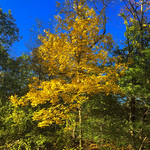 Autumn Color in Jamaica Plain