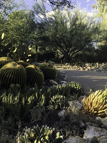 botanical garden az tucson arizona long shadows cacti cactus