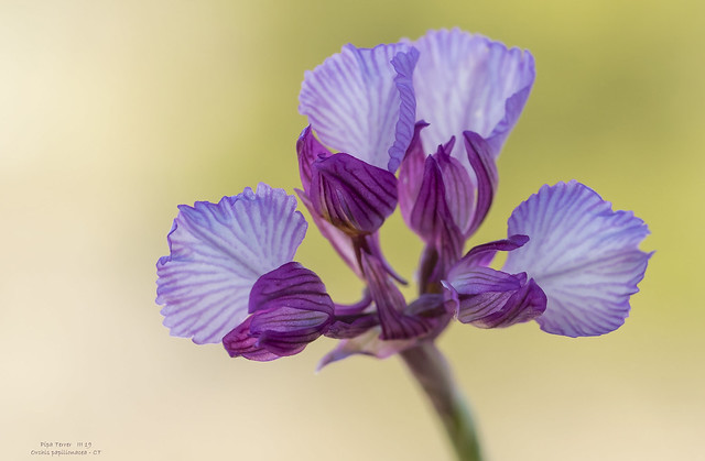 Orchis papilionacea