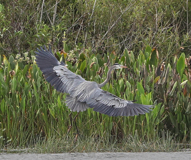 Great blue heron takes off over a marsh edge with wings spread wide and long legs trailing, surrounded by dense green marsh plants.