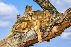 Lion brother’s Tarangire National Park - Tanzania