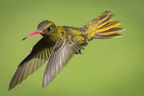 colibri picaflor fauna aves ave bird birds argentina buenosaires nikon d850 nikkor