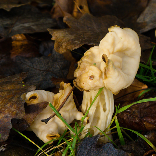 White saddle fungus, Perton