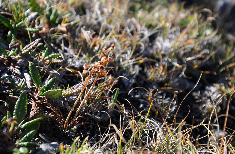 20180930-020F | Fruchtstände der Zwergorchis (Chamorchis alpina) in den Allgäuer Alpen. Allgäu, 30.09.2018