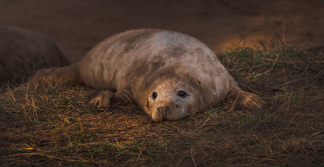 Warm sunny glow on newborn Grey Seal pup at Donna Nook.