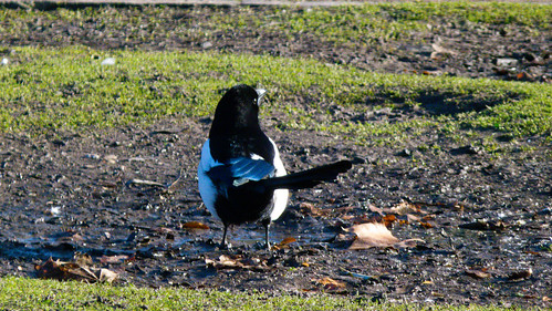 Magpie on frozen mud, West Park