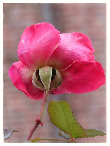 Letzte Rose in der Brunnenstrasse in Tübingen. 415 mm. CANON POWERSHOT SX70 HS | by eagle1effi