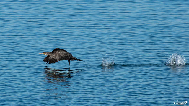 Décollage d'un grand cormoran