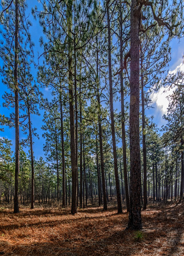 land photography plant forest panorama pine tree woods