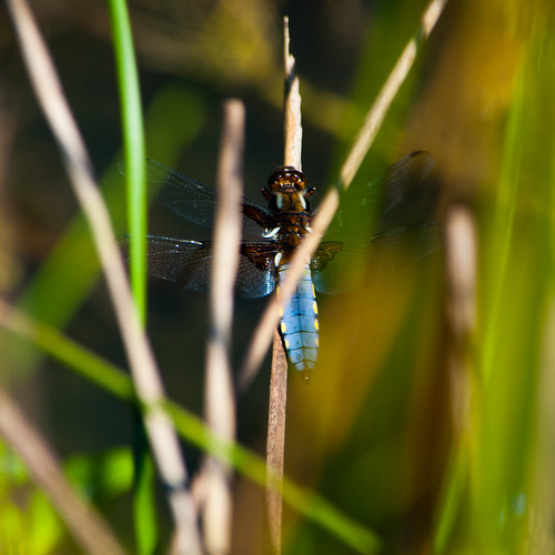 Broad bodied chaser, male, at rest