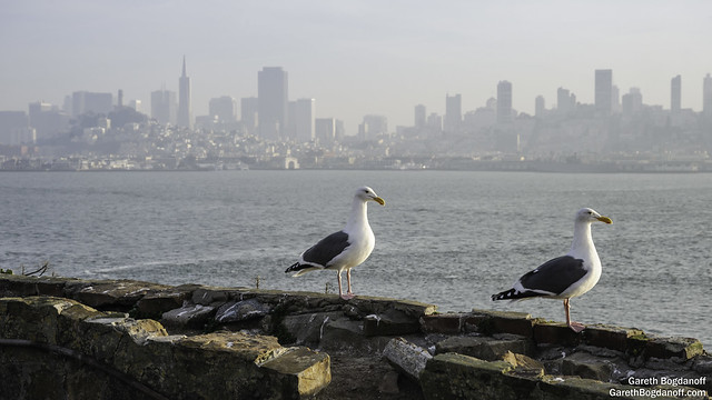 Gulls of Alcatraz