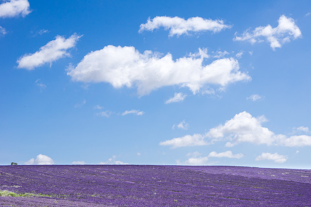 Lavender, Cadwell, Hertfordshire