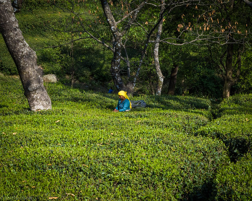 sarahroad greentea farm green 2016 pick tea india pat himachalpradesh in