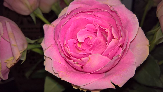 950xl macro shot of a rose