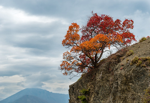 autumn lonetree macedonia monastiri