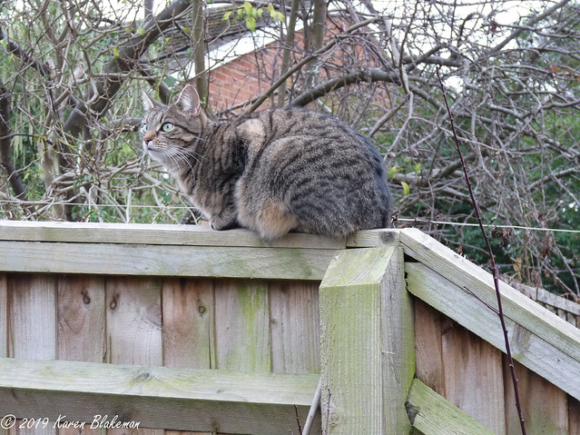 January 10th, Willow Meow Mau in outdoor cat mode