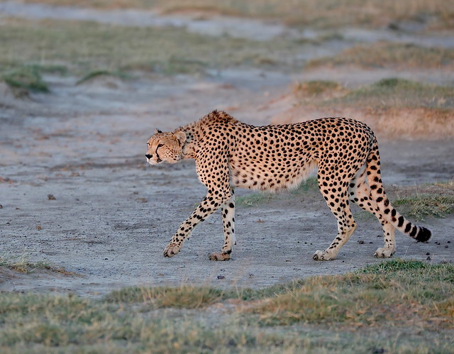 A young Cheetah (Acinonyx jubatus), one of 3 siblings, begins its morning prowl