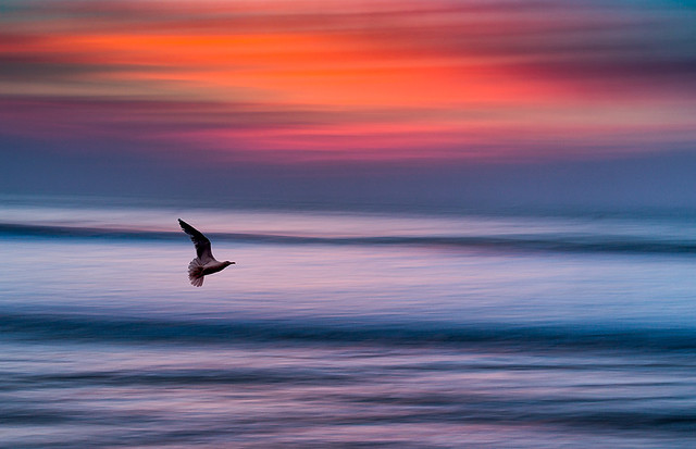 Lone Seagull at Sunset