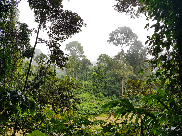 Danum Valley, Sabah, Borneo, Malaysia