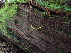 2018-10-06 Trowutta Arch 28 - Fletchamia sugdeni - Sugden's Flatworm on dead wood