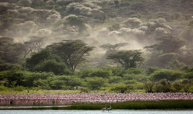 Flamingoes 2, Lake Bogoria, Kenya
