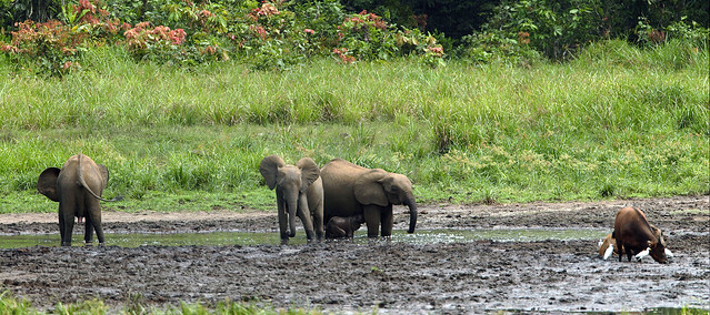 Forest elephants, forest buffaloes and cattle egrets at Langoue Bai in Ivindo National Park in Gabon