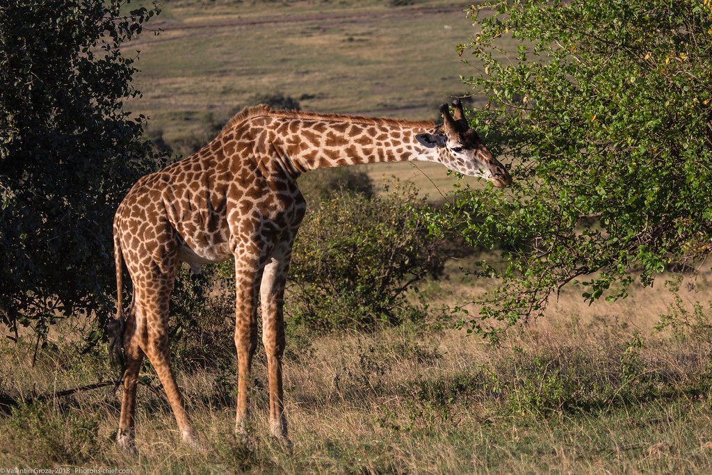 Girafe_septembrie 04_Maasai Mara_gradina