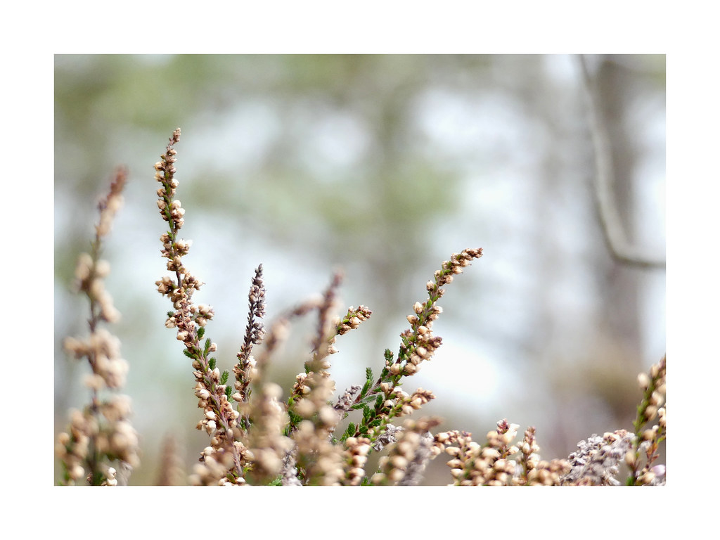 Calluna vulgaris | Romane Lozac'h | Flickr