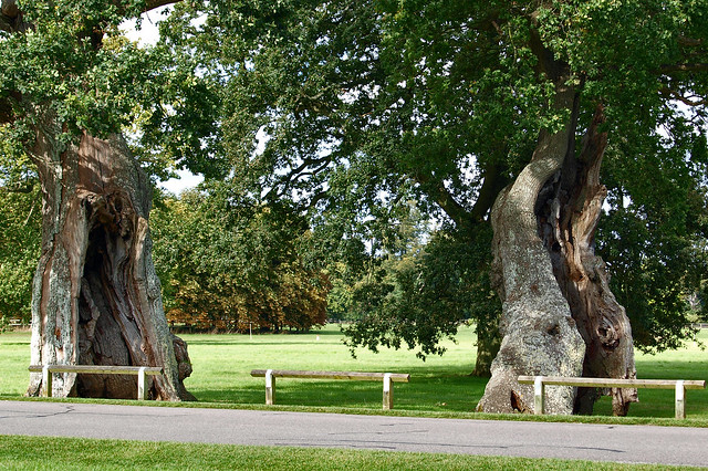 Two of the ancient oaks (or are they Ents off for a stroll?) of Blenheim Palace, England.