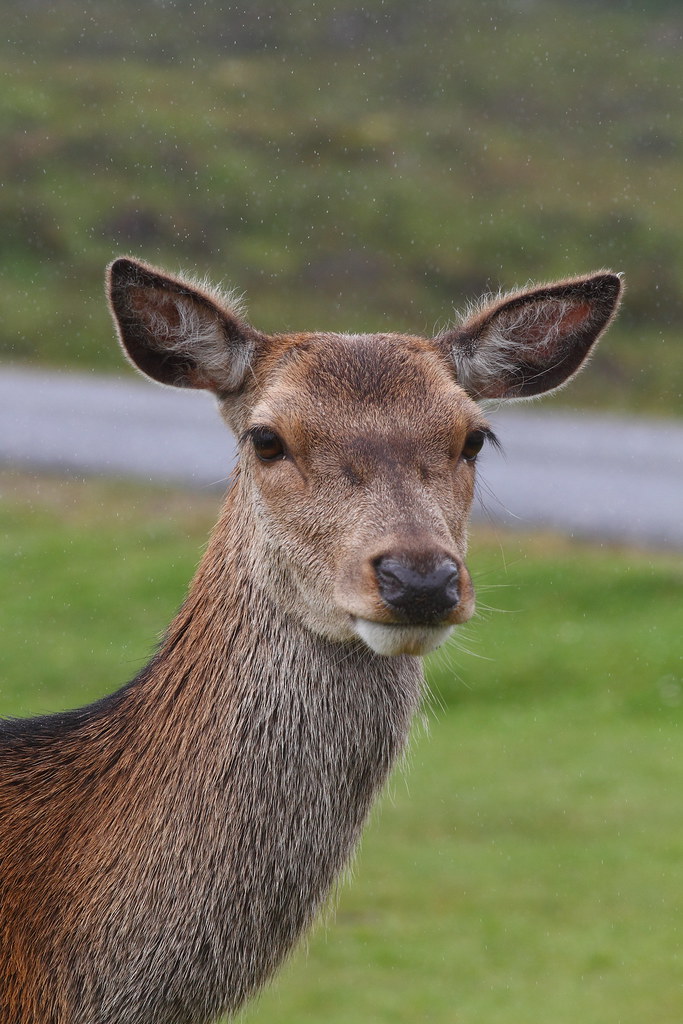 Red Deer Hind in the rain