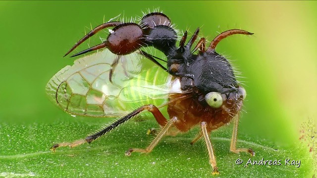 Ant-mimicking treehopper, Cyphonia clavata, Membracidae