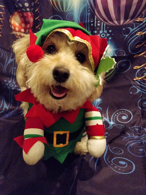Emmy is ready for Santa!