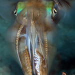 Sepia esculenta Tintenfisch