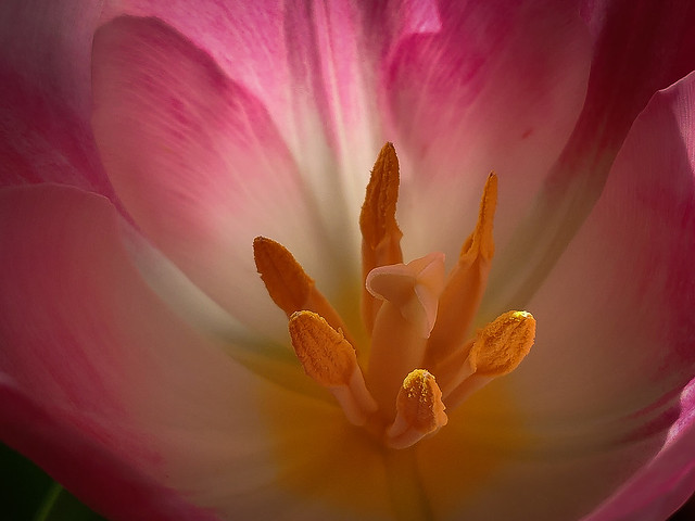 Tulip  #natural #nature #flower #tulip #blooming #blossom #closeup #macro #insta #instamoment #instaphoto #picoftheday #photooftheday #amazing #awesome #mobilephoto #mobilephotography #color #pink #pinkflowers #xiaomi #mi8