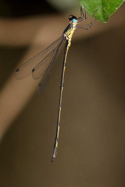 Forest Needle (Synlestes selysi) 07