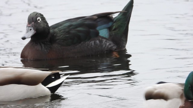 Hybrid Duck Armagh