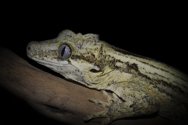 My Gargoyle Gecko 