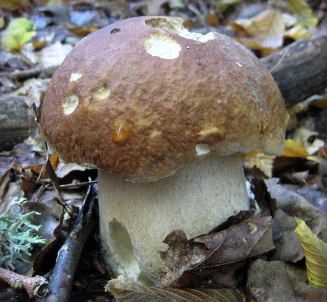 Білий гриб дубовий (Boletus reticulatus)