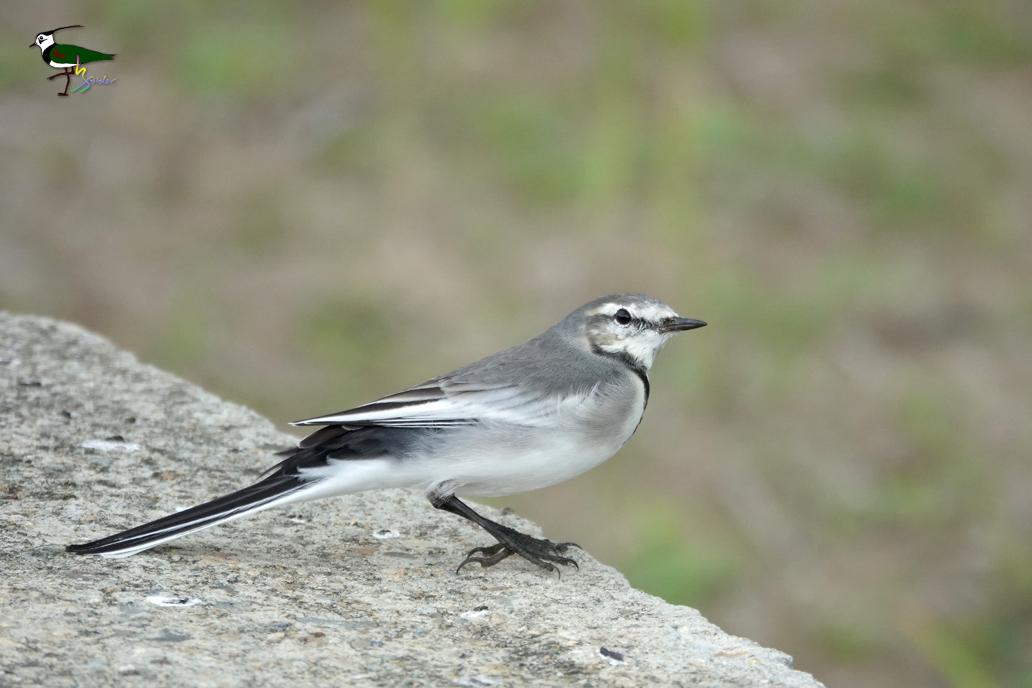White_Wagtail_Sony_03064
