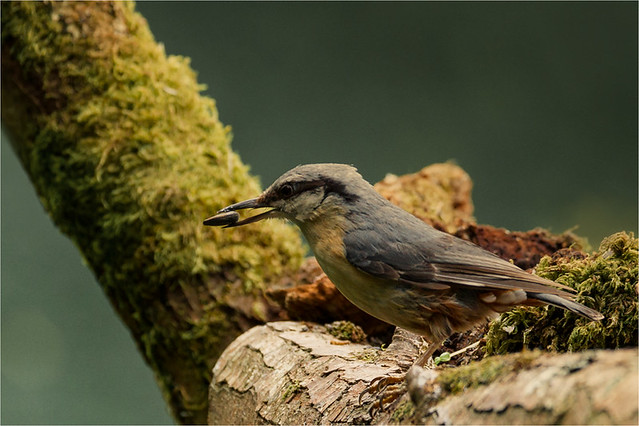 another Nuthatch, another nut