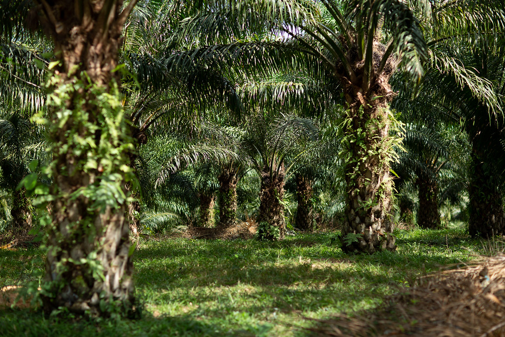 Oil palm crops on the way to the Nolberth hamlet.