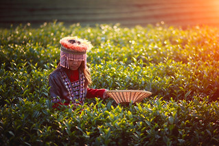 Child girl tribal in green tea farm , Chiang rai, Thailand