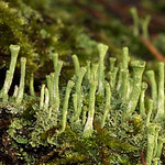 Rentierflechte (Cladonia sp.) im NSG Kirchheller Heide