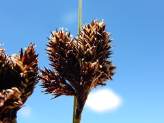 Carex heterneura