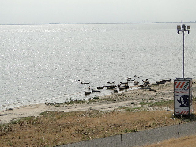 Seals colony in the Dollard