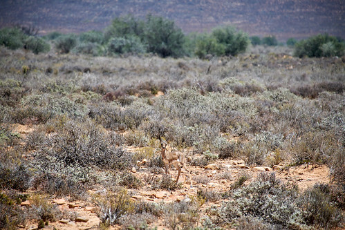 springbuck southafrica baby hidden