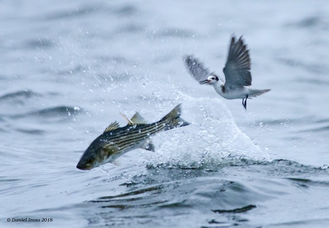 Black Tern and striped bass (Explored 12/13/18)